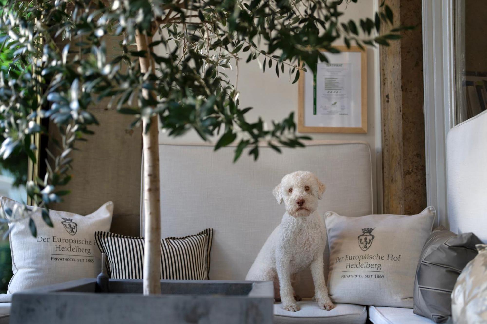 Hotel Europaeischer Hof Heidelberg, Bestes Hotel Deutschlands In Historischer Architektur Εξωτερικό φωτογραφία A young Spanish Water Dog